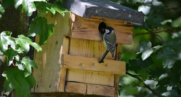 Atelier création de nichoirs à oiseaux 1 mesange nichoir1