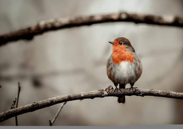 robin gbbd19cfa5 1920