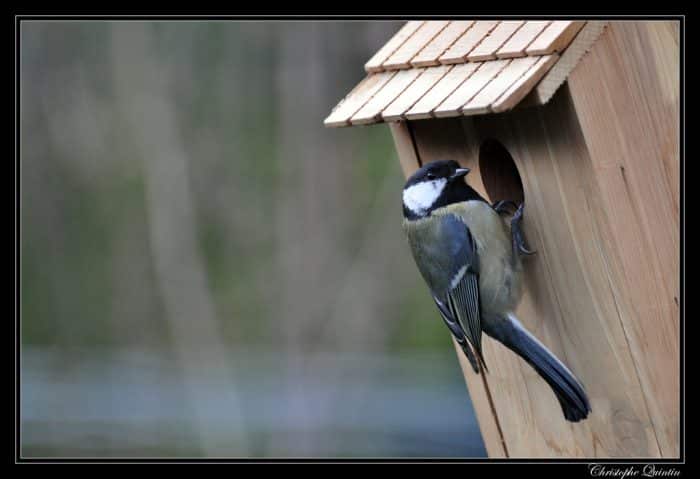 Atelier fabrication de nichoir à oiseaux 1 1b0f9f4f 0c10 40b1 92a0 de20be00d2c8